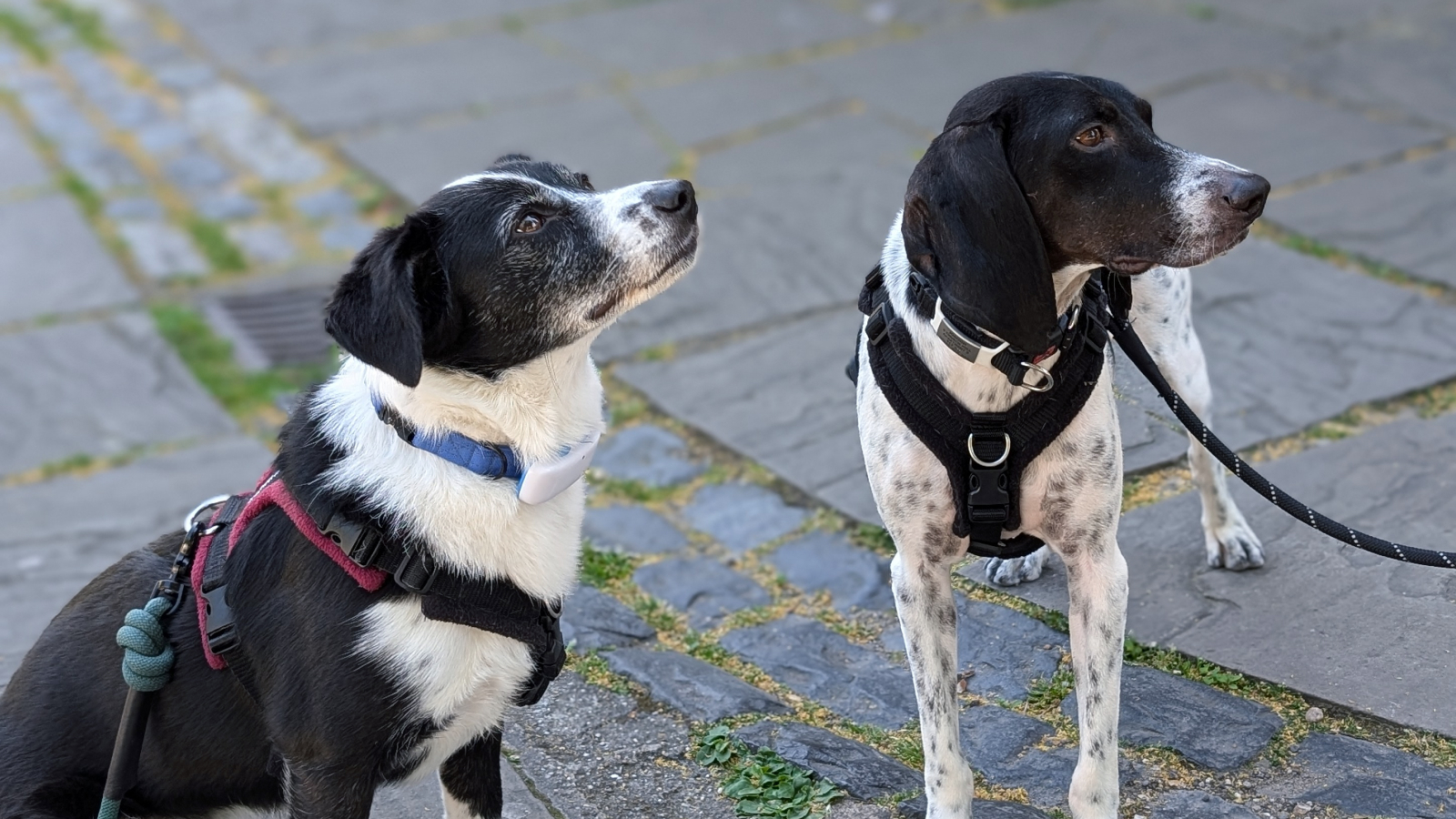 How to help a rescue dog settle into city life in London